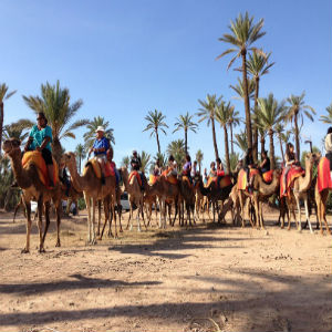 balade en dromadaire a marrakech palmeraie